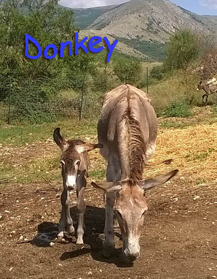 Donkey