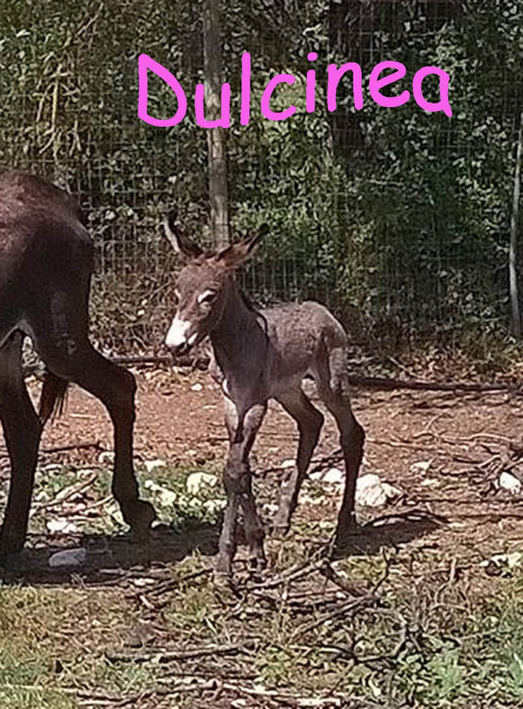 dulcinea