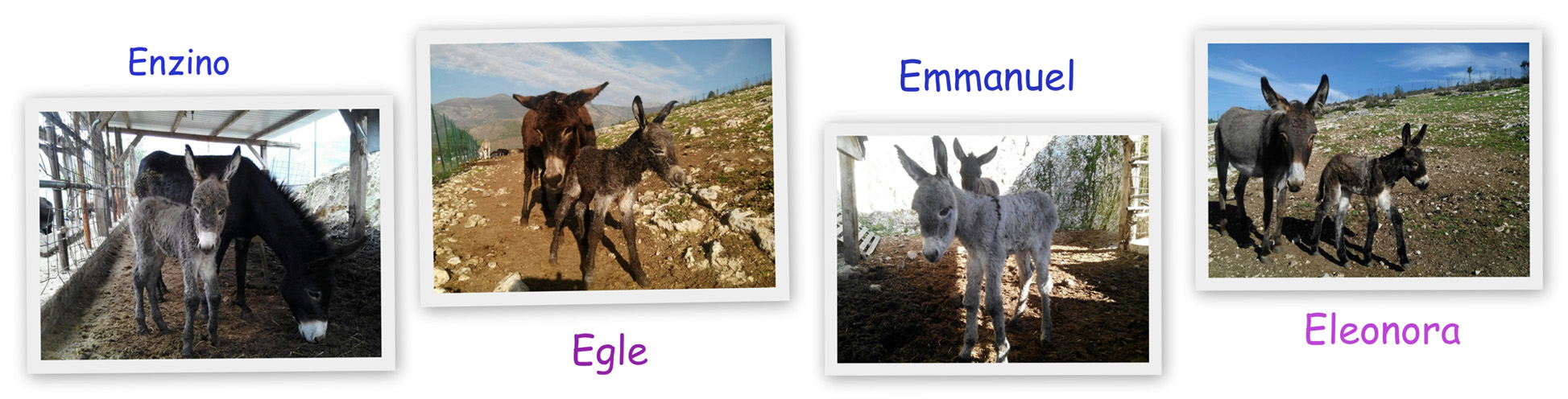 enzino, egle, emmanuel, eleonora
