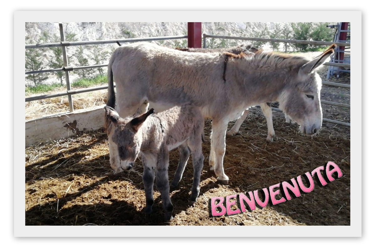 mamma Bianca con la piccola Luna