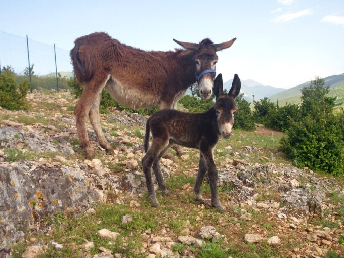 Dorotea e mamma