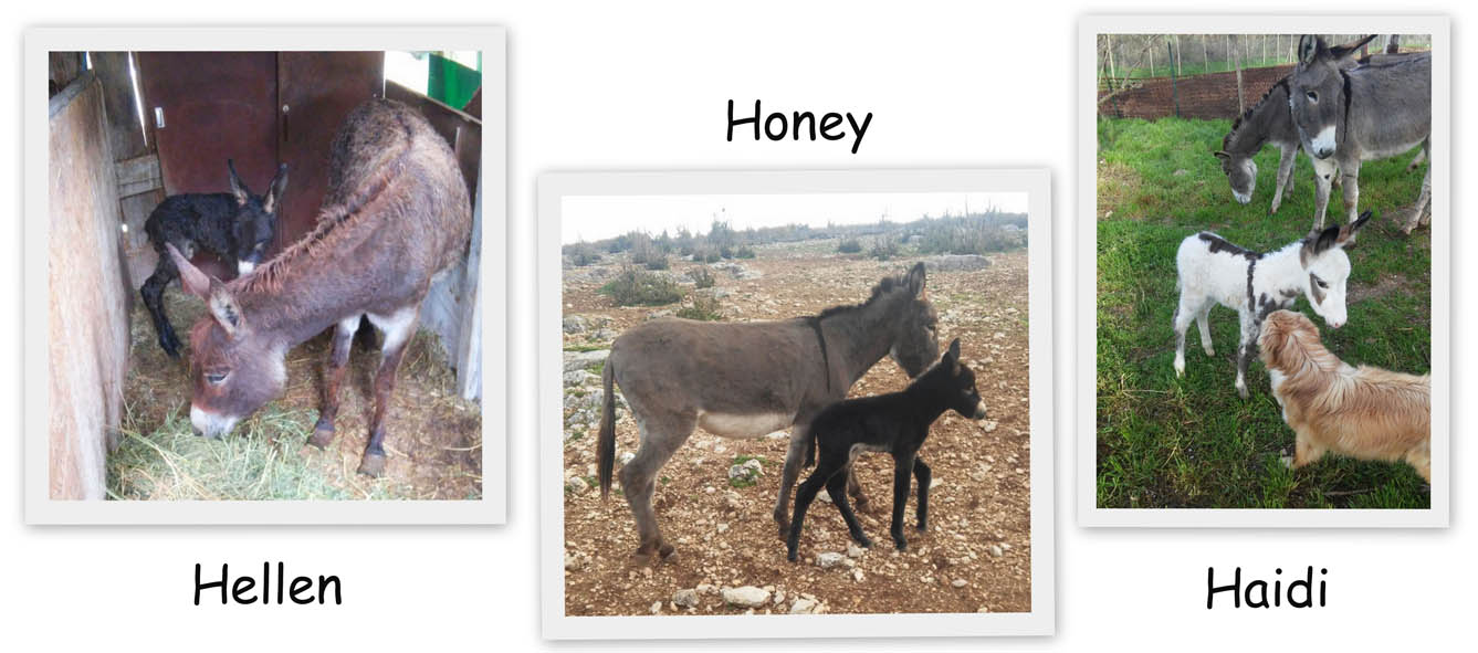 Hellen Honey e Haidi