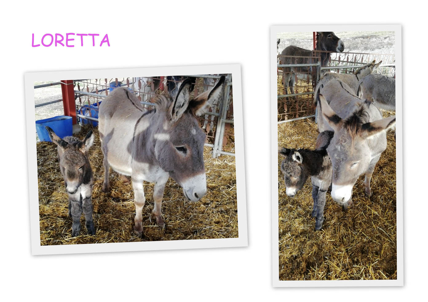 Loretta e mammma Dama