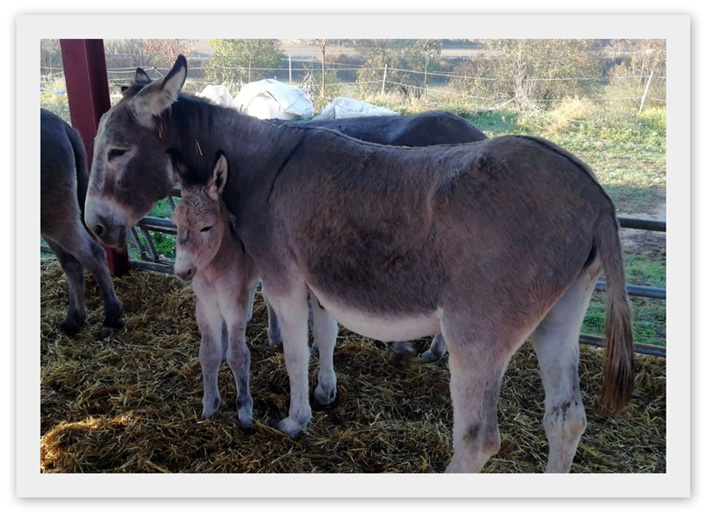 lupinella e mamma Lina