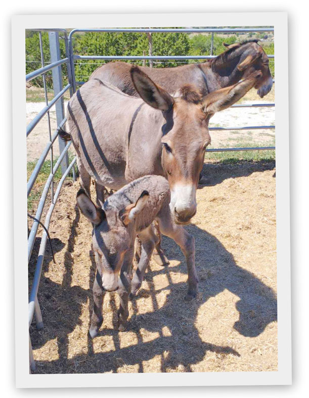 Priscilla e mamma Gesualda