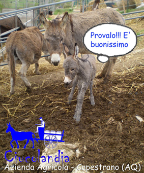 latte di asina provalo  buonissimo