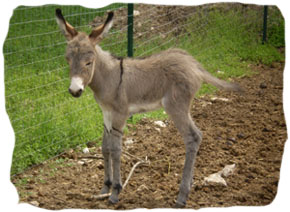ulisse 