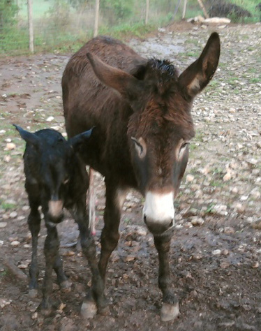 Vito