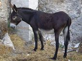Peppina