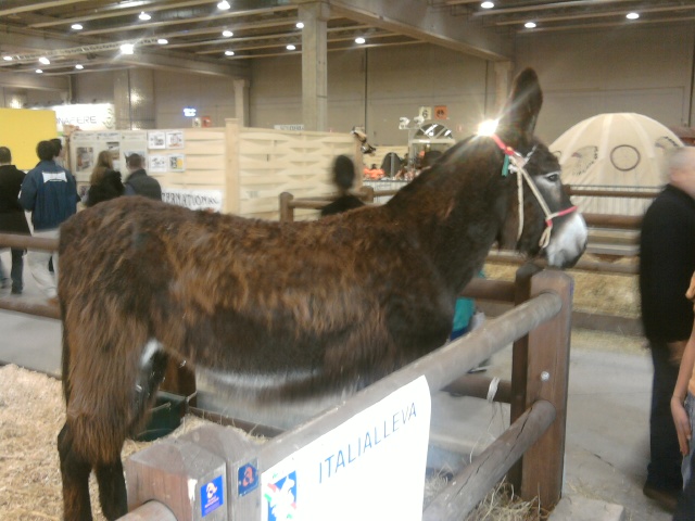 fieracavalli 2008