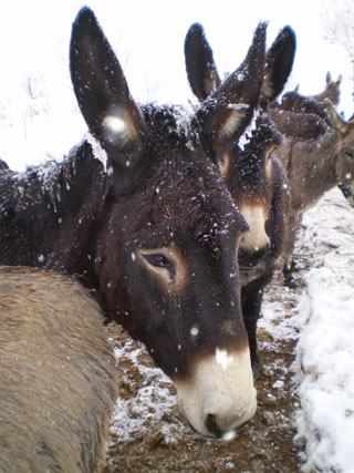 asini e neve