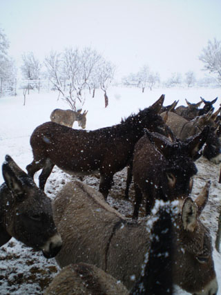 asini e neve