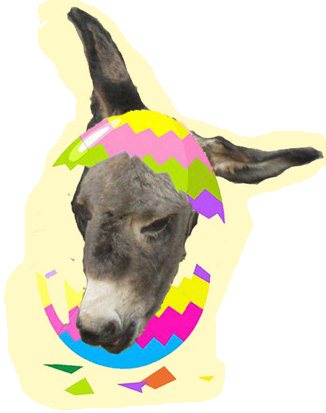 asino pasquale