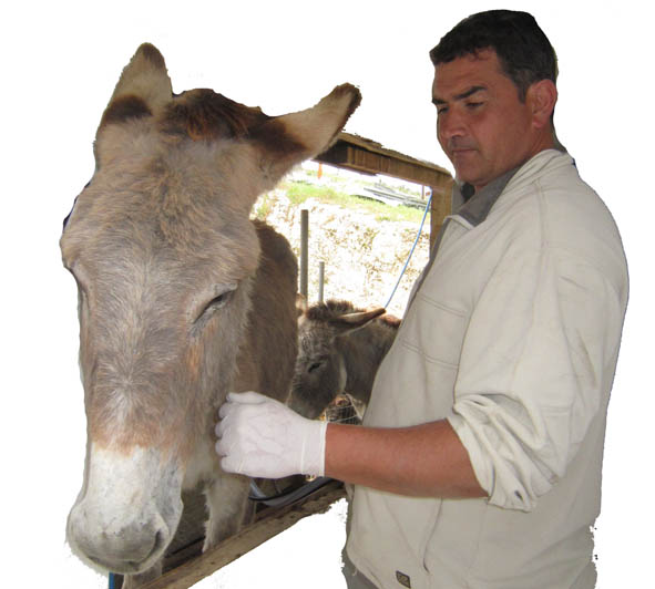 mungitura