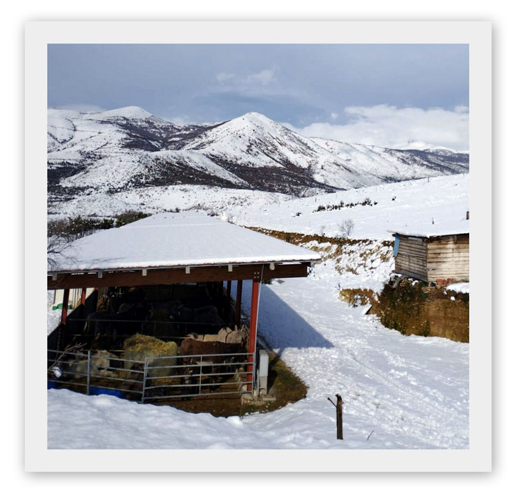 neve a ciucolanida